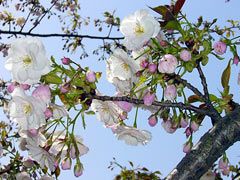 3割ほどの花が咲いた桜の枝。7割はまだつぼみ。