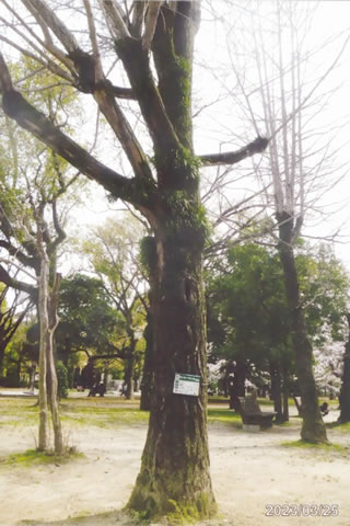 幹に標識がかけられたイチョウの木
