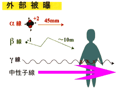 外部被曝の模式図。放射線の種類とその飛距離、人体を貫通するかどうかなどを示している。