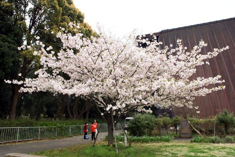 桜の木の背景に第五福竜丸展示館
