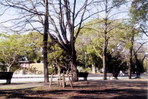 公園内の写真。写っている3本のイチョウの木は太さ40センチ、高さ10メートルほどにもなっている。イチョウの木のあいだにはサクラやケヤキとおぼしき木が植えられている。