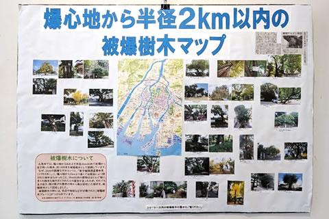 模造紙に地図と写真が貼られた展示物。一番上に「爆心地から半径2キロメートル以内の被爆樹木マップ」と大きく横書きされている。爆心地とそこからの距離が分かるように描かれた広島市の地図と、最近とられたと思われる樹木の写真が貼られている。新聞記事の切り抜きも一つある。「被爆樹木について」という説明文も書かれている。