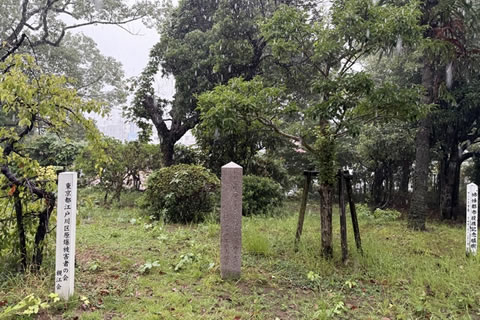 木と標柱。雨の様子はよくわからない。