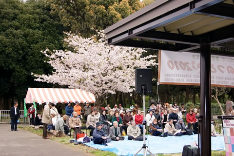第五福竜丸展示館前、満開の桜の木の手前にビニールシートが敷かれている。たくさんの人がビニールシートに座っている。