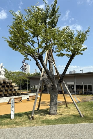 葉を茂らせたケヤキの写真。4本の支柱が取り付けられている。比較できるものがちかくにないため、高さはよくわからない。となりに木製と思われる標柱が立てられている。文字が書かれているが、写真では小さく読めない。